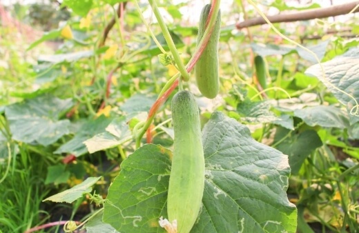 Cucumis sativus, commonly known as cucumbers and gherkins