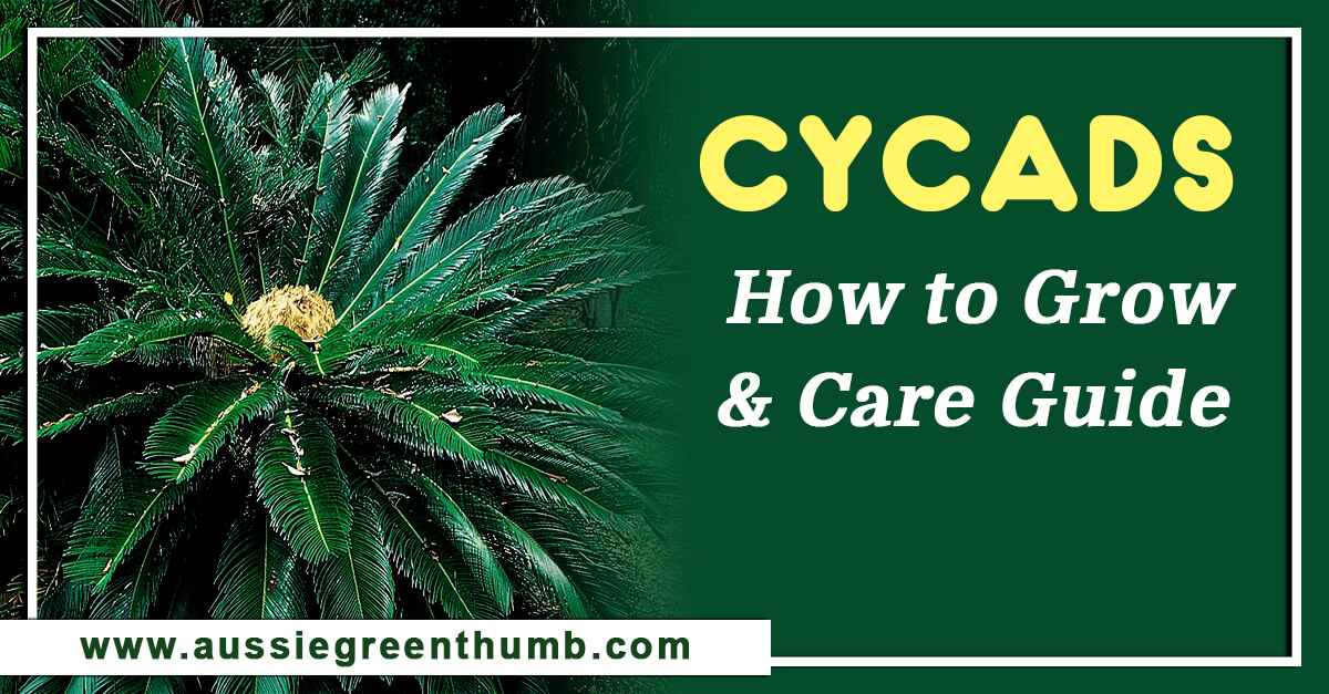 Cycads – How to Grow and Care Guide