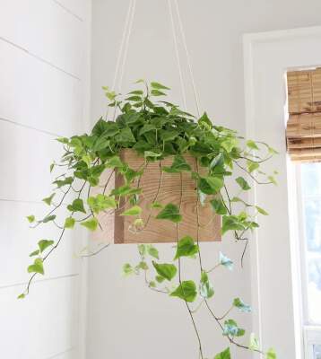 DIY Hanging Planter Out of Wood and Rope