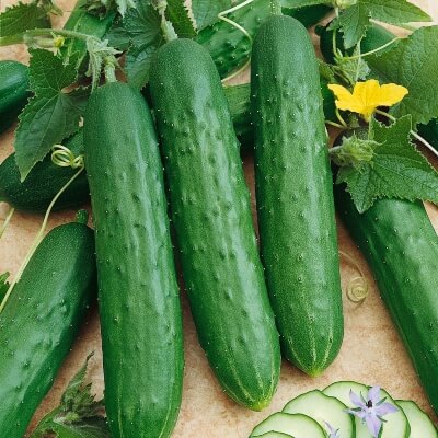 Dasher II Cucumber have a delightfully crisp bite and are perfect in salads