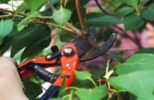 Different Types of Secateurs