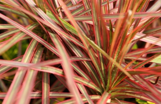 Dracaena marginata 'Tricolor' has green leaves, with a dark red outline and whitish stripe down the middle of the leaf