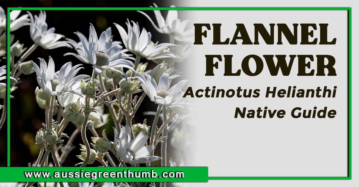 Flannel Flower Actinotus helianthi Native Guide