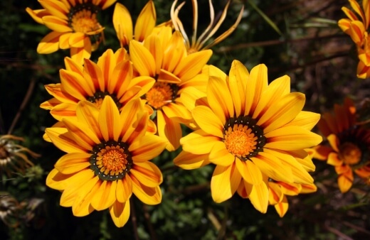 Gazania, also called the African Daisy