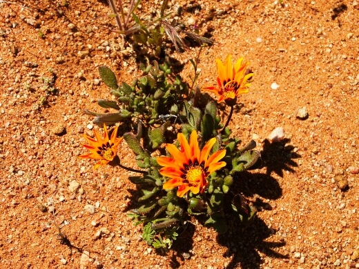 Gazania heterochaeta is commonly found growing in rock formations on any loose grit it can hold onto