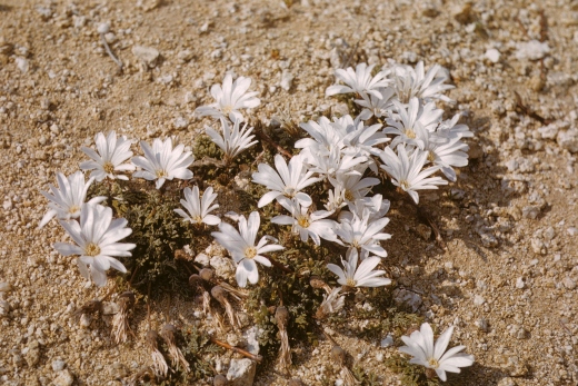 Gazania jurineifolia's flowers tend to be white with green or purple centres