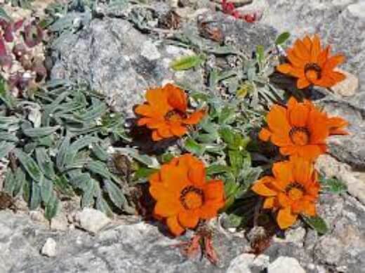 Gazania maritima is perfectly suited to strong, salty winds