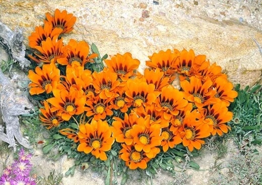Gazania pectinata are highly adaptable and will cope on most soils
