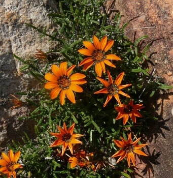 Gazania serrata's short flower stems make them ideal ground cover plants