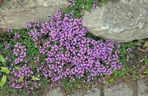 Growing Creeping Thyme Outdoors