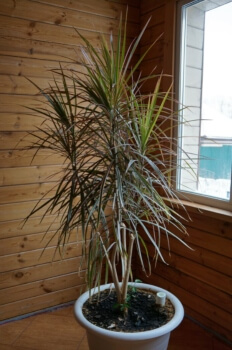 Growing Dracaena marginata in a pot