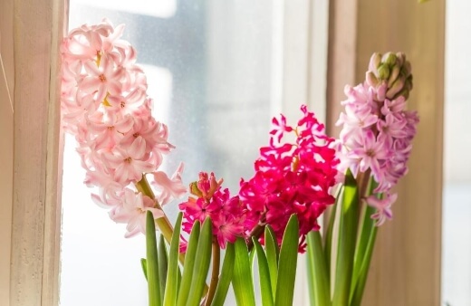 Growing Hyacinthus Indoors