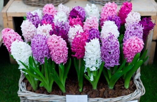 Growing Hyacinthus in Containers