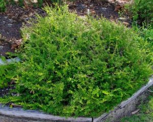 Midyim Berry – Austromyrtus dulcis Growing Guide - AGT