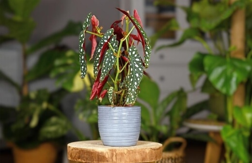 Growing Polka Dot Begonia Indoors