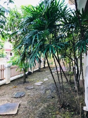 Growing Rhapis Palm Outdoors