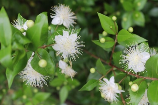 How to Care for Aniseed Tree