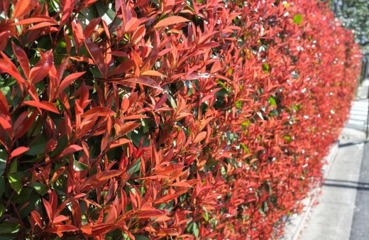 How to Care for Photinia Red Robin