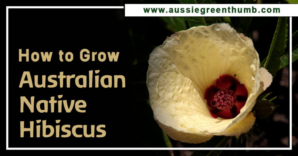 How to Grow Australian Native Hibiscus