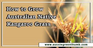 How to Grow Australian Native Kangaroo Grass