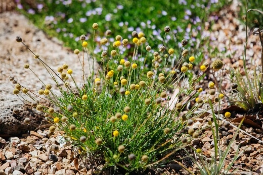 How to Grow Billy Buttons