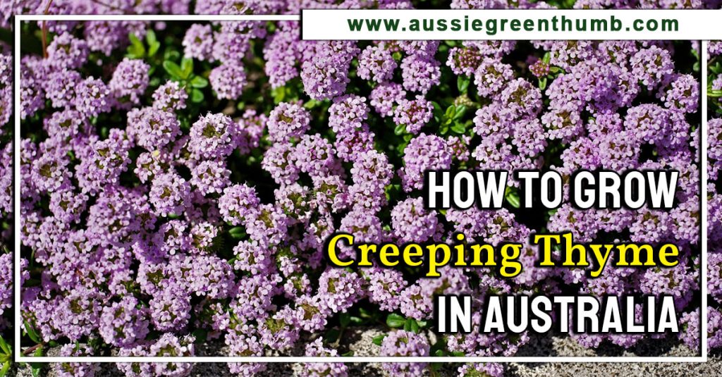 How to Grow Creeping Thyme in Australia