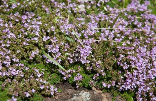 How to Grow Creeping Thyme