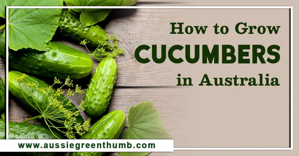 How to Grow Cucumbers in Australia