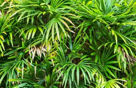 How to Grow Rhapis Palm