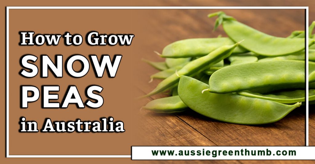 How to Grow Snow Peas in Australia