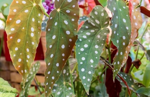 How to Grow Spotted Begonia Outdoors