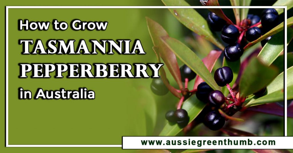 How to Grow Tasmannia Pepperberry in Australia