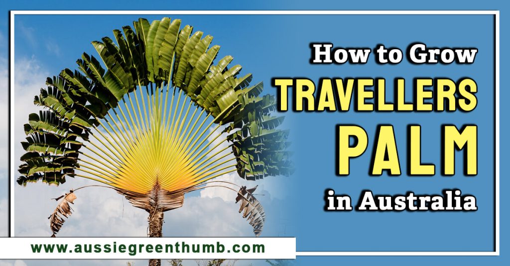 How to Grow Travellers Palm in Australia