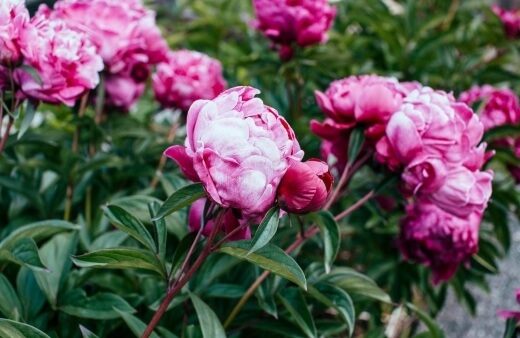 How to Plant Peonies