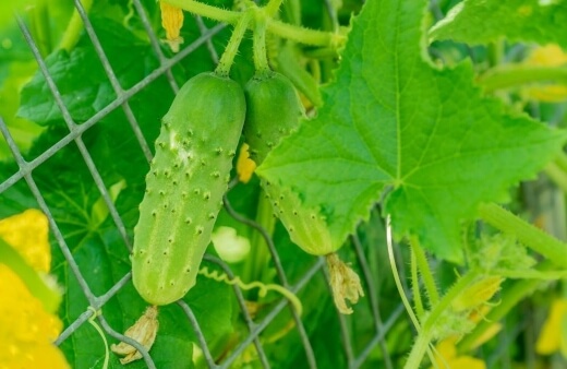 How to Train Climbing Cucumbers