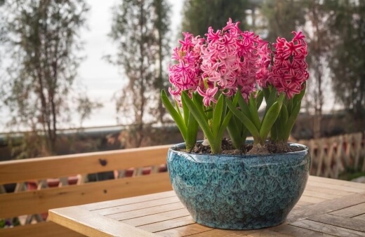 Hyacinthus Care Tips