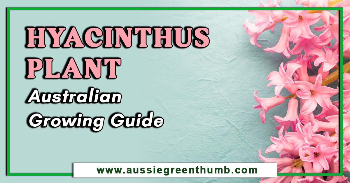Hyacinthus Plant Australian Growing Guide