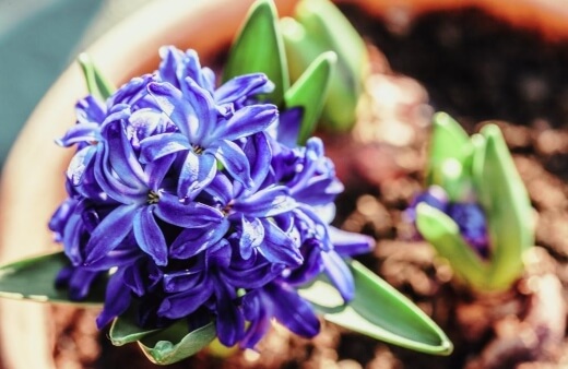 Hyacinthus in a pot