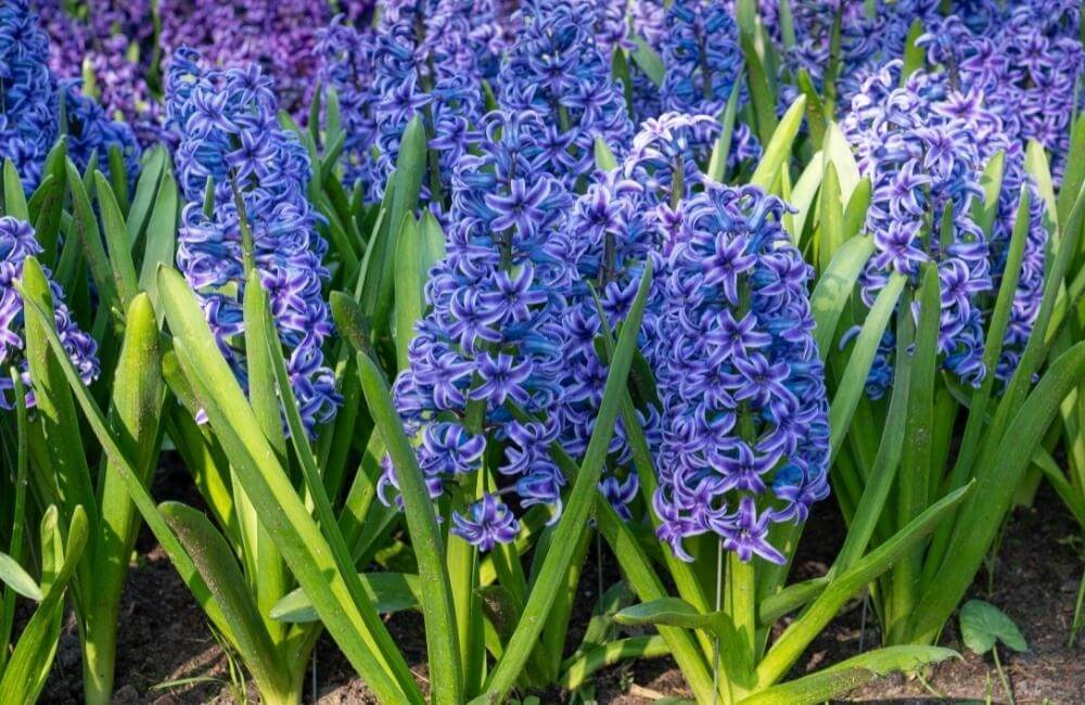 Hyacinthus orientalis ‘Blue Jacket’ is one of the most impactful hyacinths you can grow here in Australia