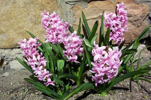 Hyacinthus orientalis ‘Lady Derby’ flowers in late winter, or very early spring