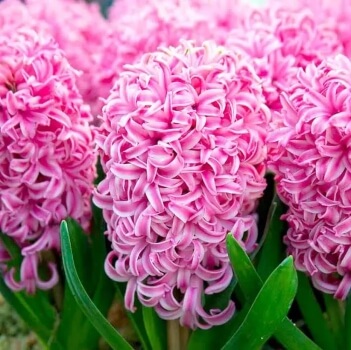 Hyacinthus orientalis ‘Pink Surprise’ have deep pink detailing on each petal