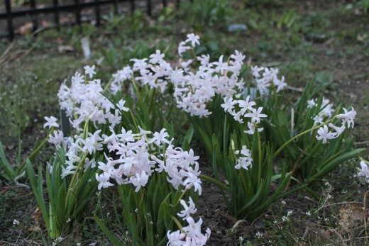 Hyacinthus orientalis ‘White Festival’