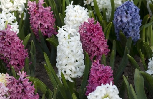Hyacinthus orientalis, also known as the common hyacinth, garden hyacinth or Dutch hyacinth
