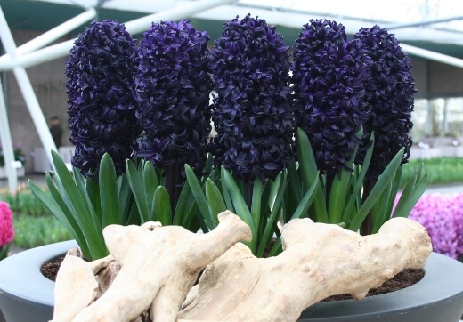 Hyacinthus orientalis ‘Dark Dimension’ is about as close as you can get to a black flower