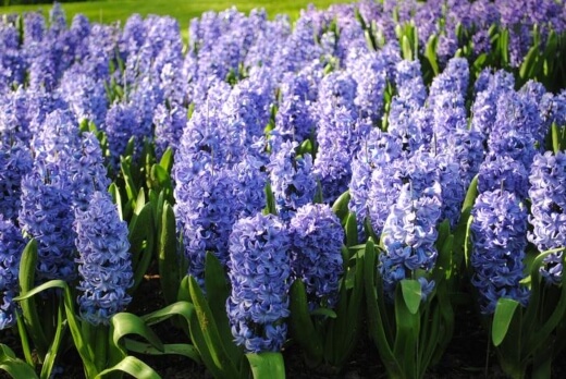 Hyacinthus orientalis ‘Delft Blue’ are foolproof plants that will cope in most conditions