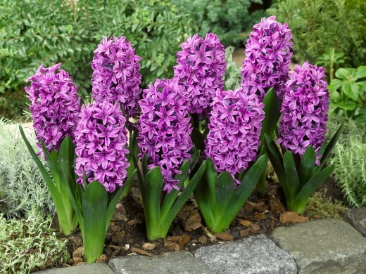 Hyacinthus orientalis ‘Miss Saigon’ is one of the most dramatic spring border plants in any garden border arrangement