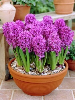 Hyacinthus orientalis ‘Purple Sensation’ work well as spring bedding plants, or in tightly planted containers