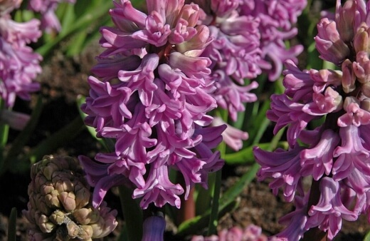 Hyacinthus orientalis ‘Splendid Cornelia’ are an ideal accompaniment for spring flowering lilacs