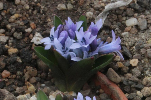 Hyacinthus transcaspicus are beguilingly beautiful and have a glorious fragrance despite their diminutive size