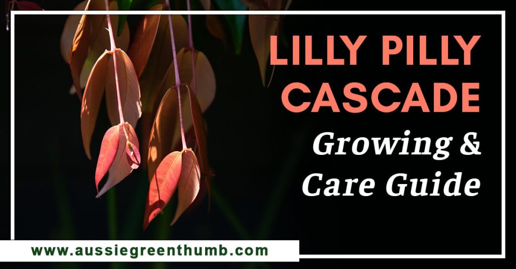 Lilly Pilly Cascade Growing and Care Guide